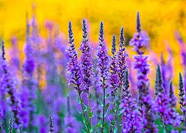 《狂野之心S》武器“伞刃”介绍 攻守兼备